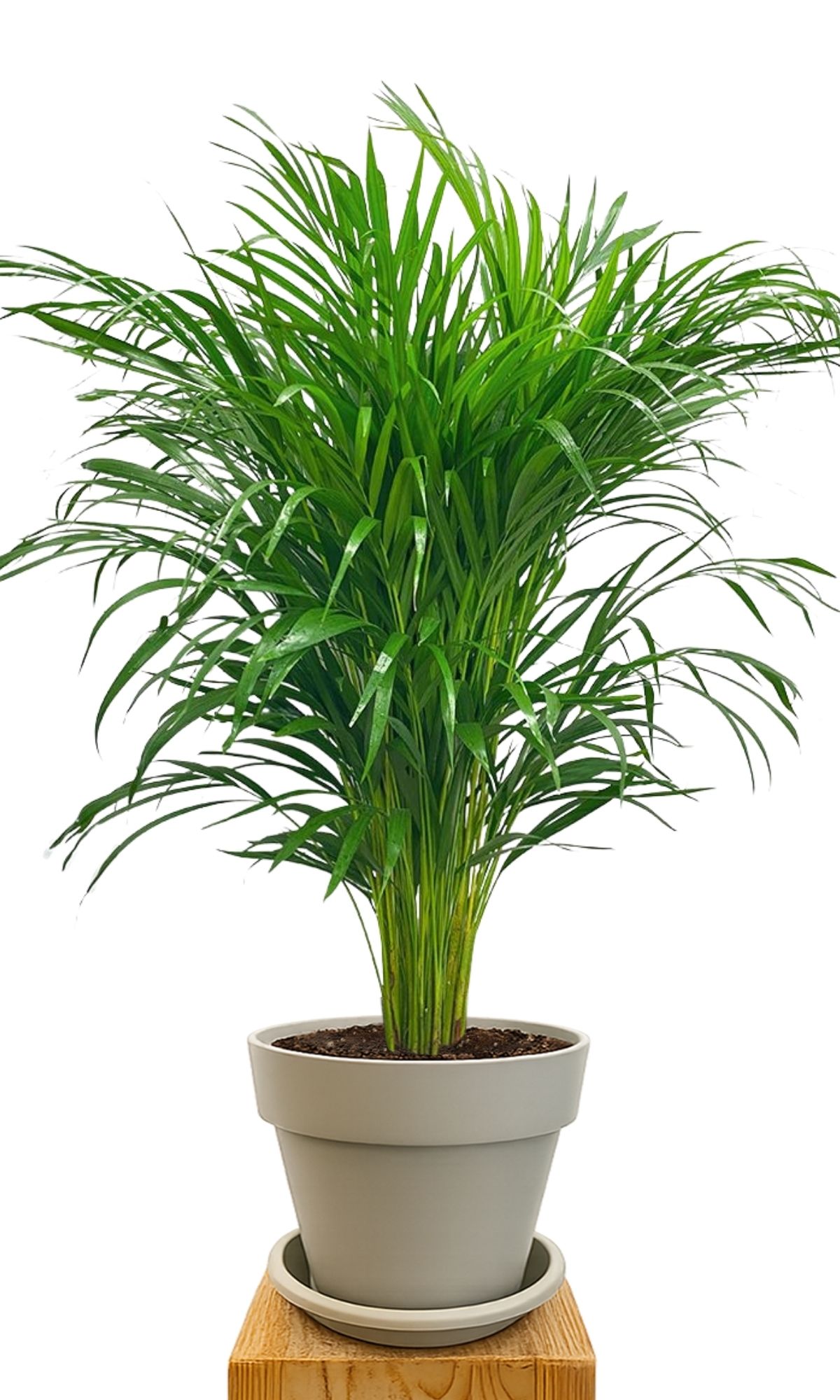 Plant kit 30 Sand